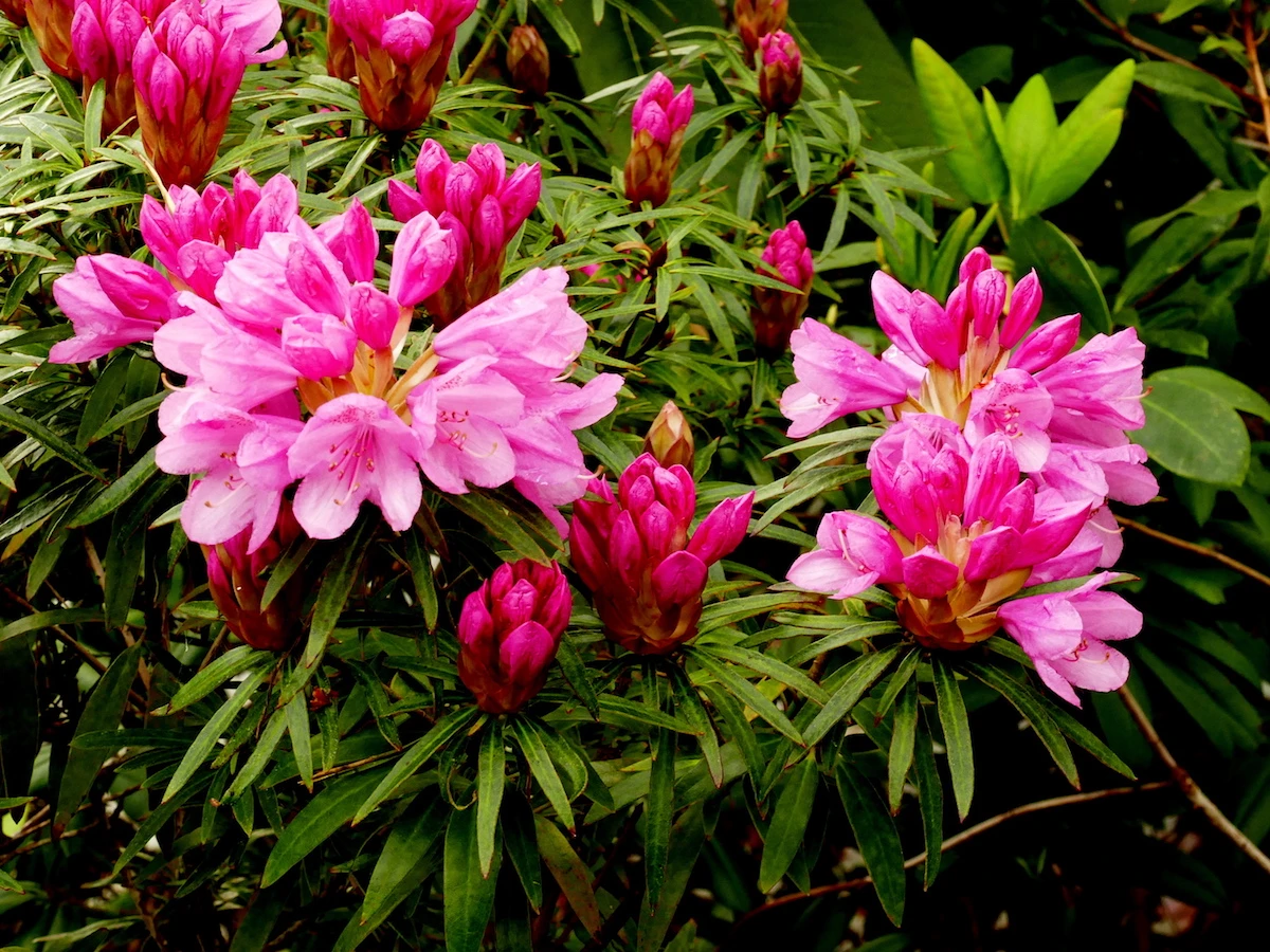 Hampshire Belle